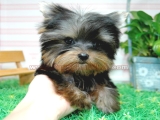 teacup yorkie